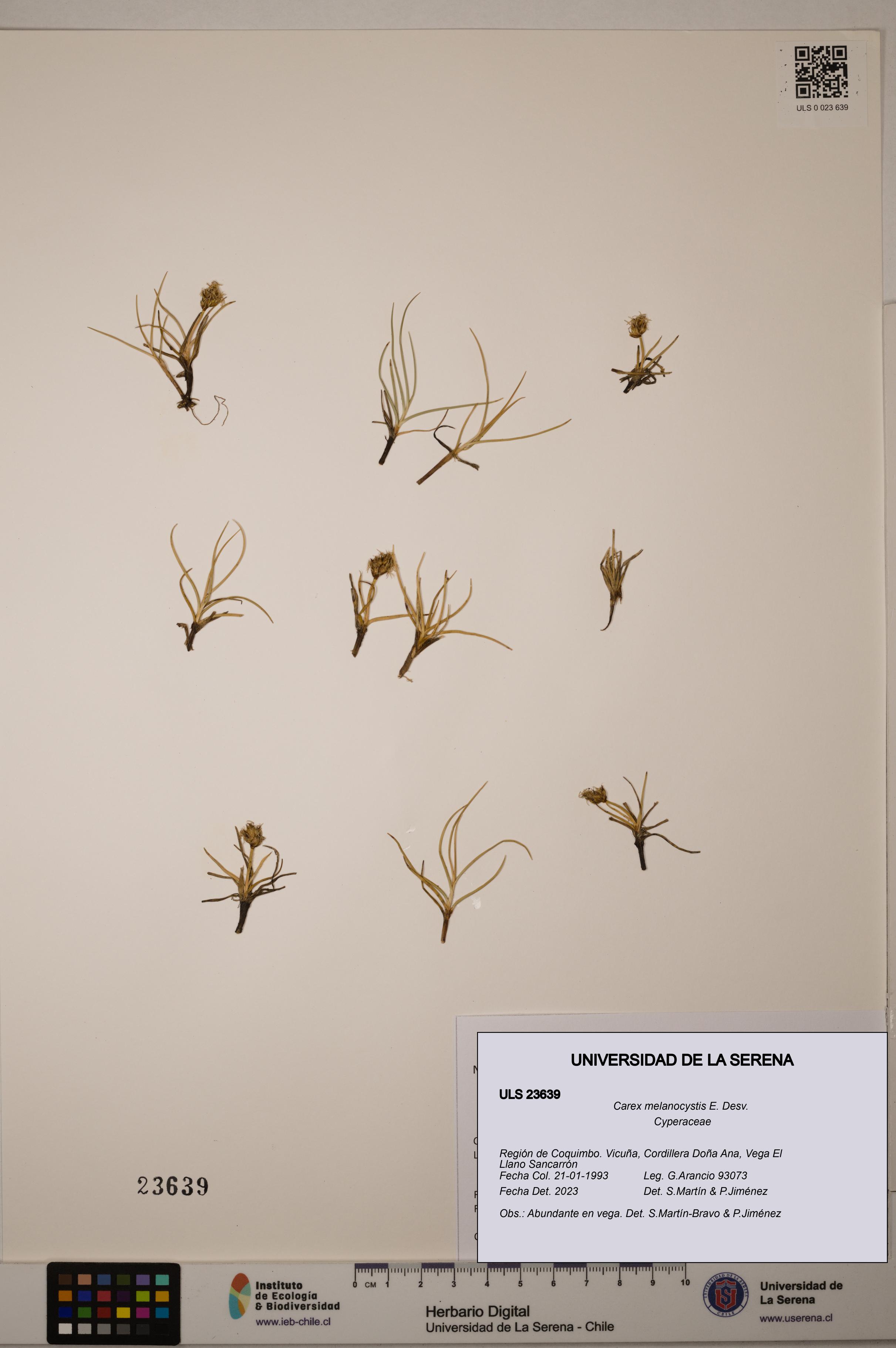 Carex melanocystis [Espécimen: ULS:ULS:0023639]