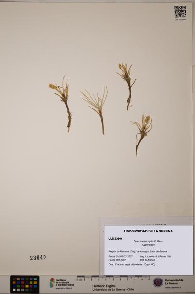 Carex melanocystis [Espécimen: ULS:ULS:0023640]