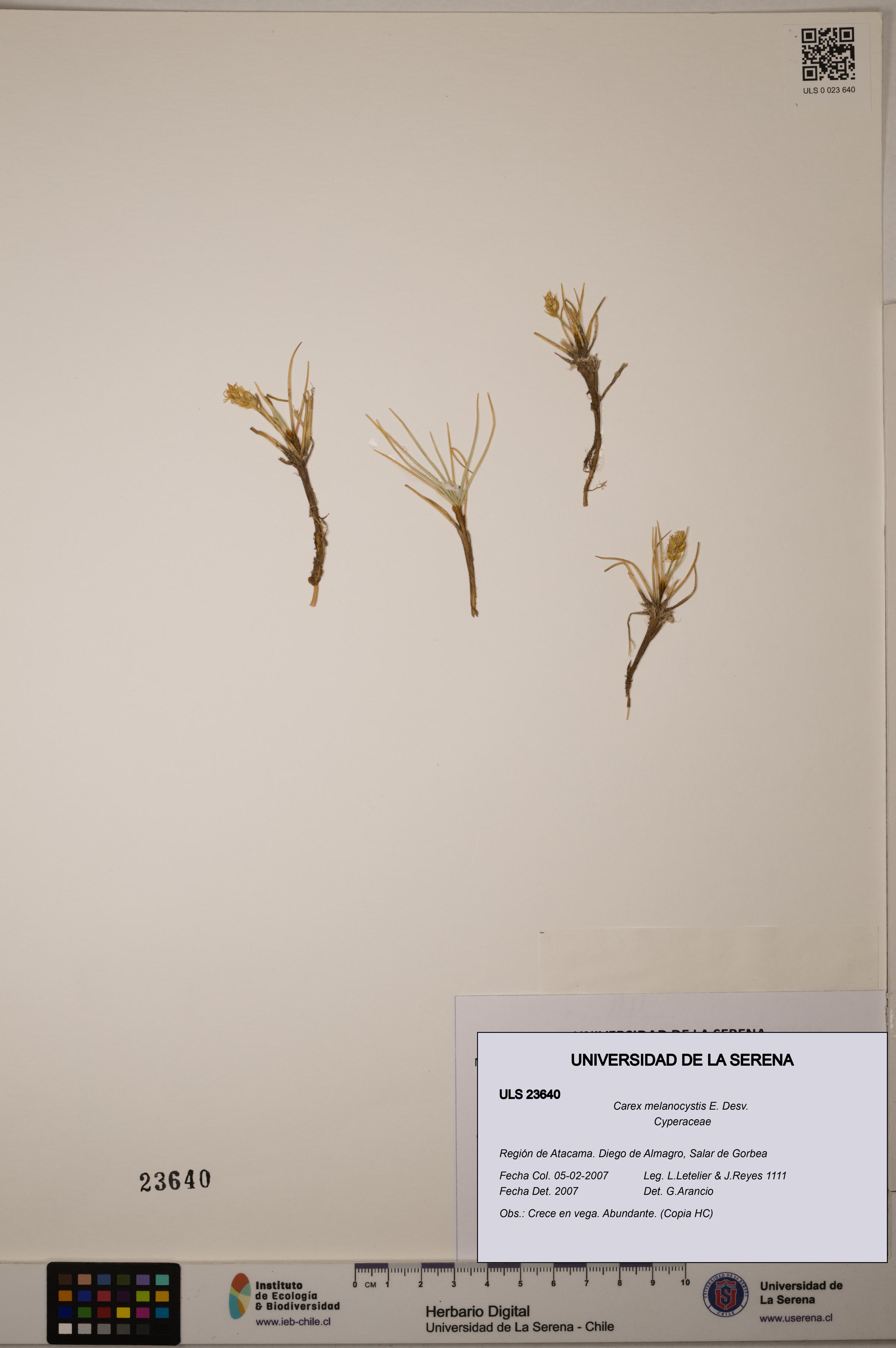 Carex melanocystis [Espécimen: ULS:ULS:0023640]