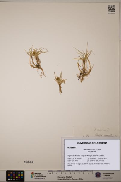 Carex melanocystis [Espécimen: ULS:ULS:0023641]