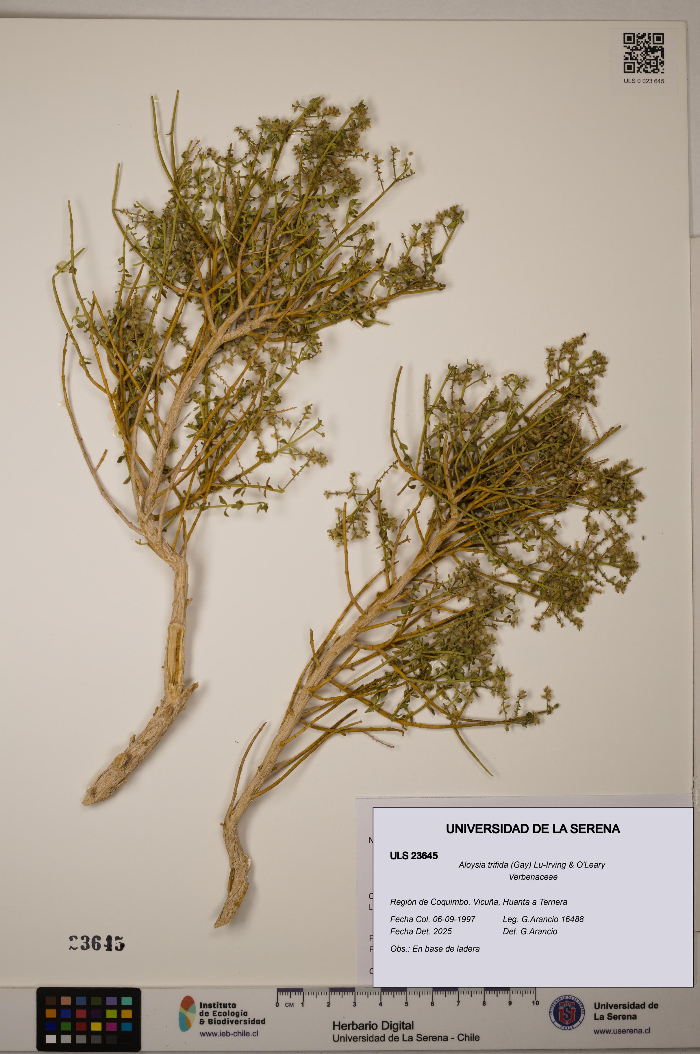 Aloysia trifida [Espécimen: ULS:ULS:0023645]