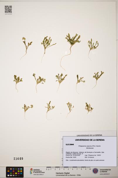 Philippiamra calycina [Espécimen: ]
