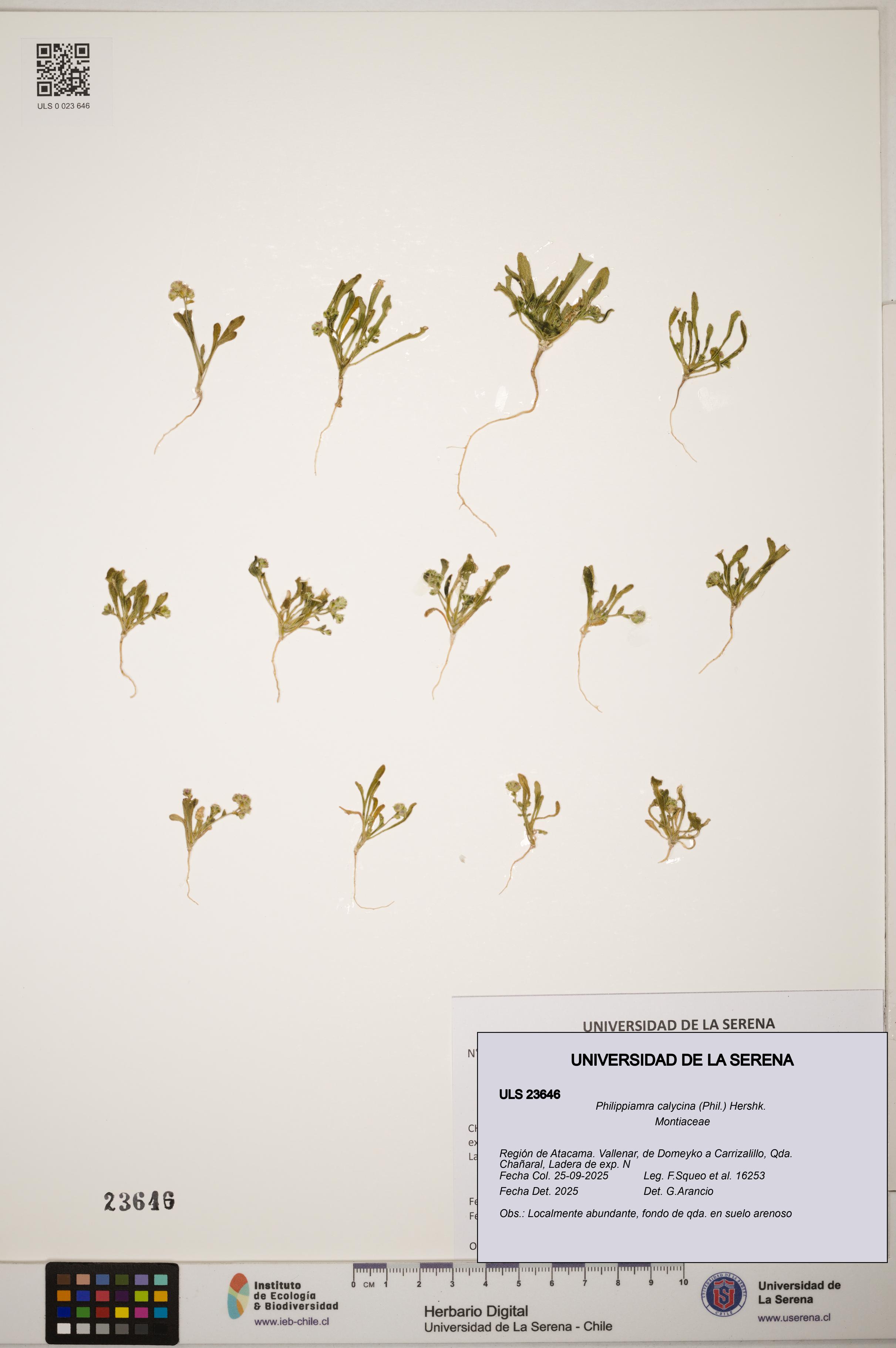 Philippiamra calycina [Espécimen: ]