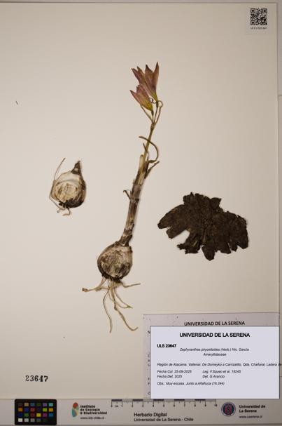 Zephyranthes phycelloides [Espécimen: ULS:ULS:0023647]