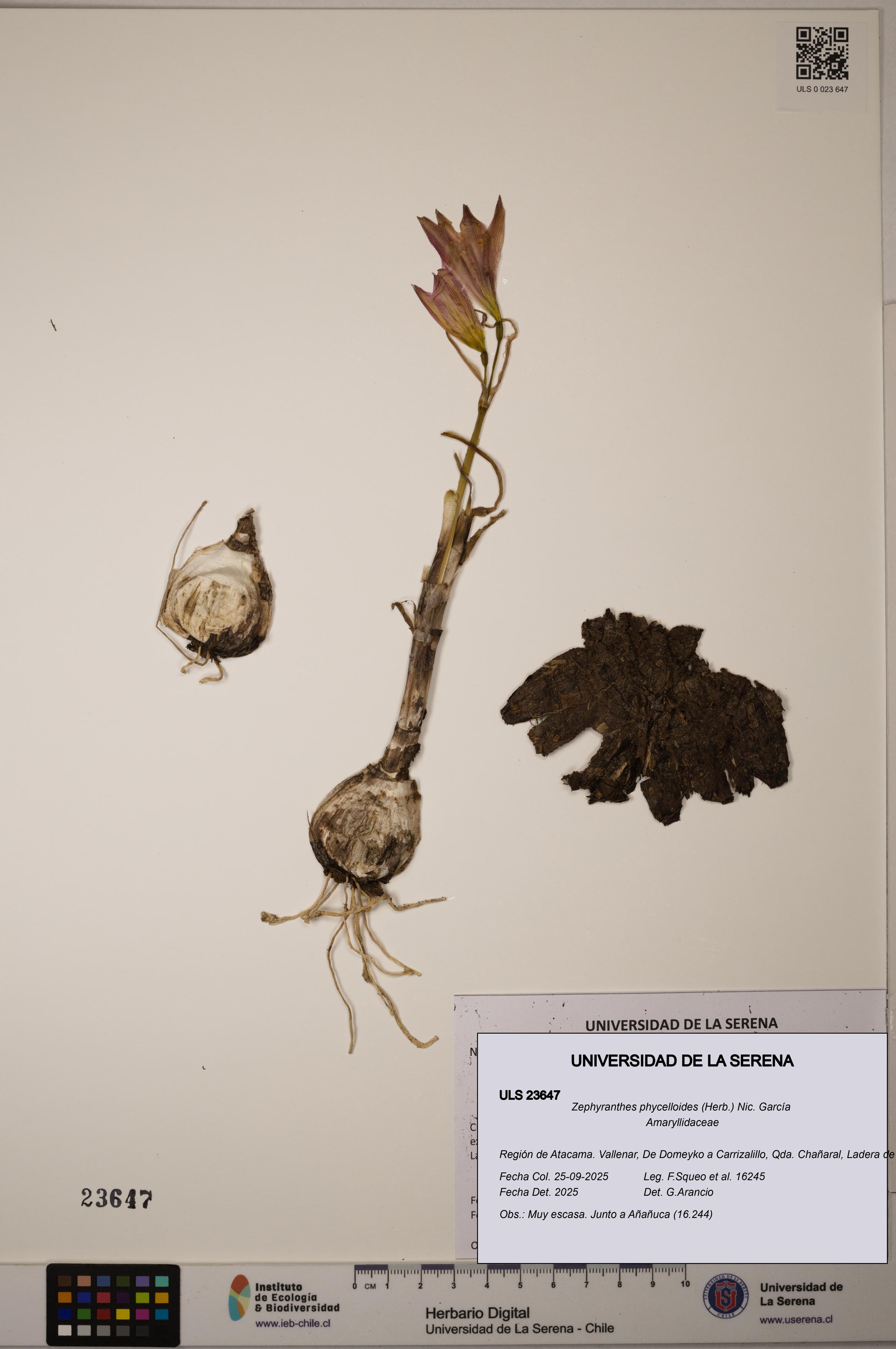 Zephyranthes phycelloides [Espécimen: ULS:ULS:0023647]