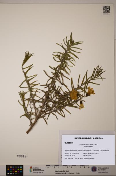 Cordia decandra [Espécimen: ULS:ULS:0023648]