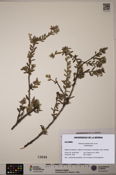 Krameria cistoidea [Espécimen: ULS:ULS:0023649]