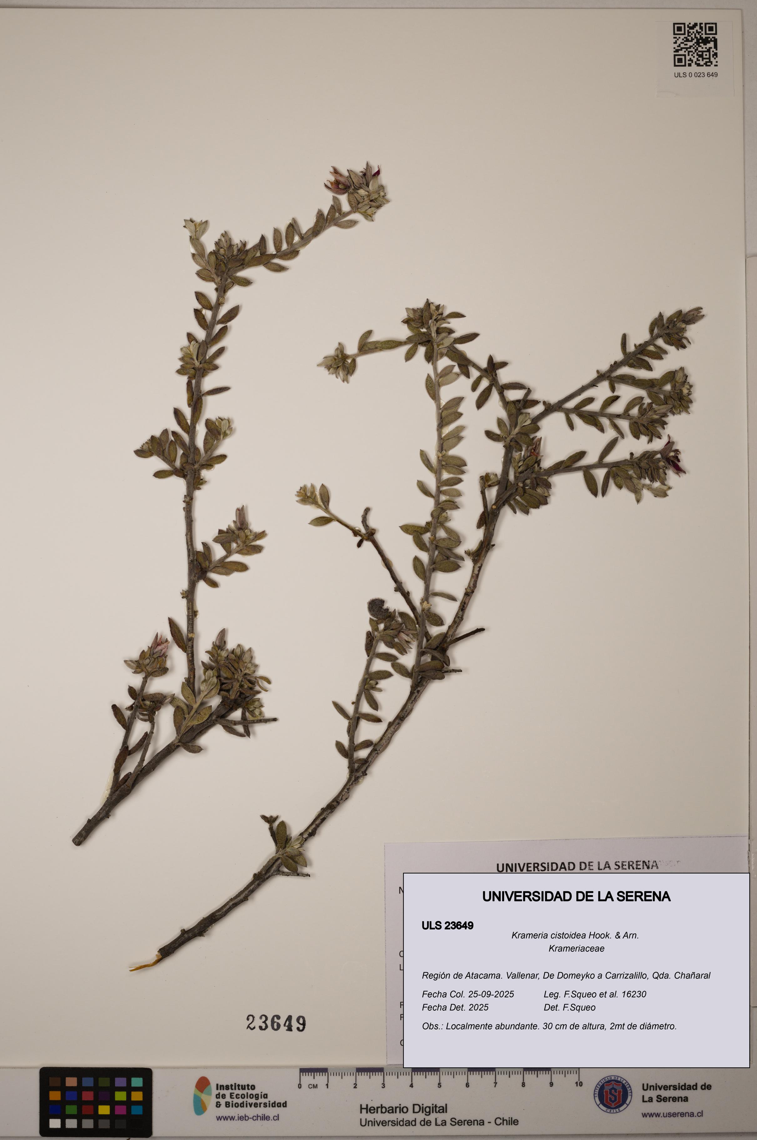 Krameria cistoidea [Espécimen: ULS:ULS:0023649]