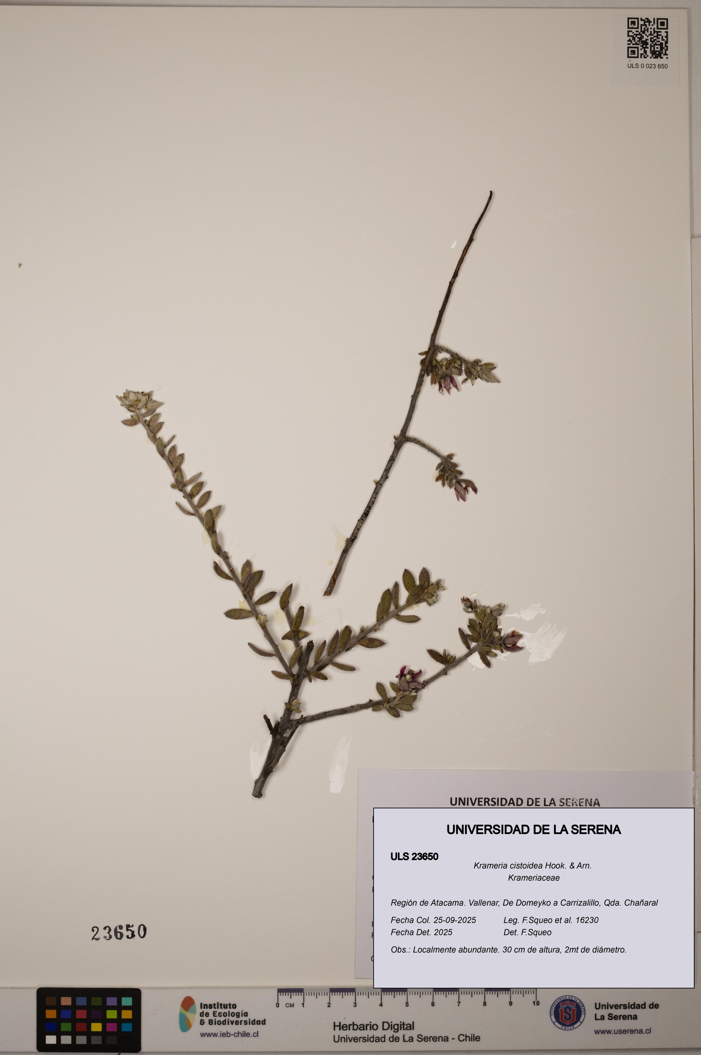 Krameria cistoidea [Espécimen: ULS:ULS:0023650]