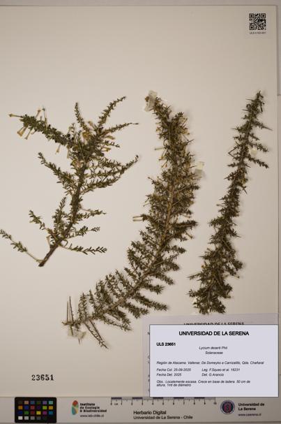 Lycium deserti [Espécimen: ULS:ULS:0023651]
