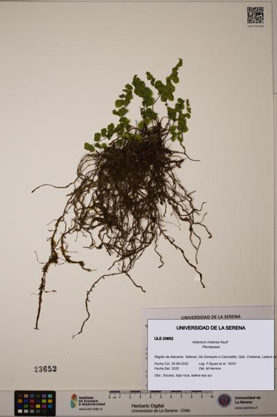 Adiantum chilense [Espécimen: ULS:ULS:0023652]