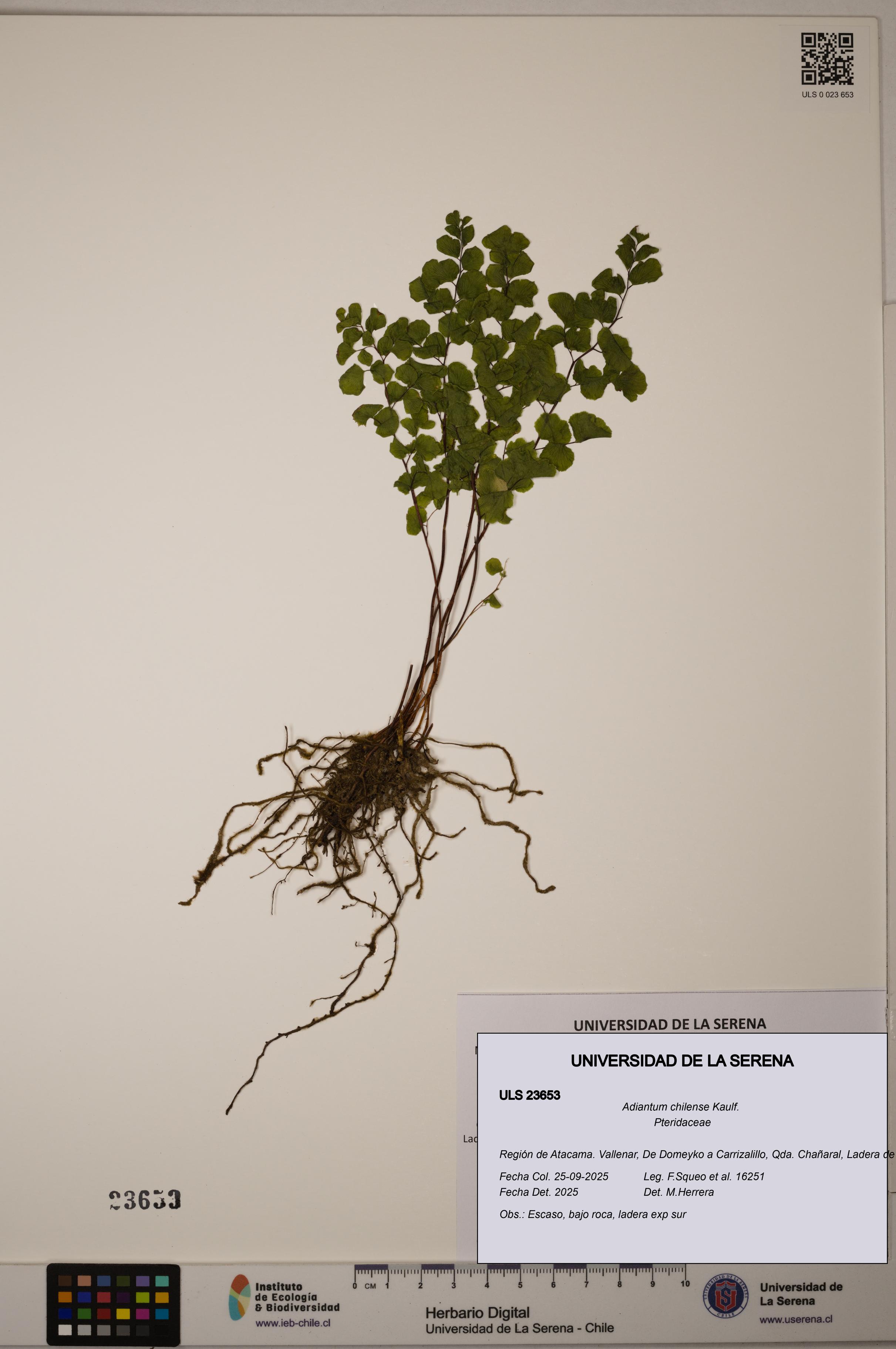 Adiantum chilense [Espécimen: ULS:ULS:0023653]