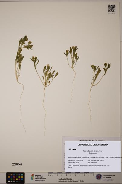 Nolana baccata [Espécimen: ULS:ULS:0023654]