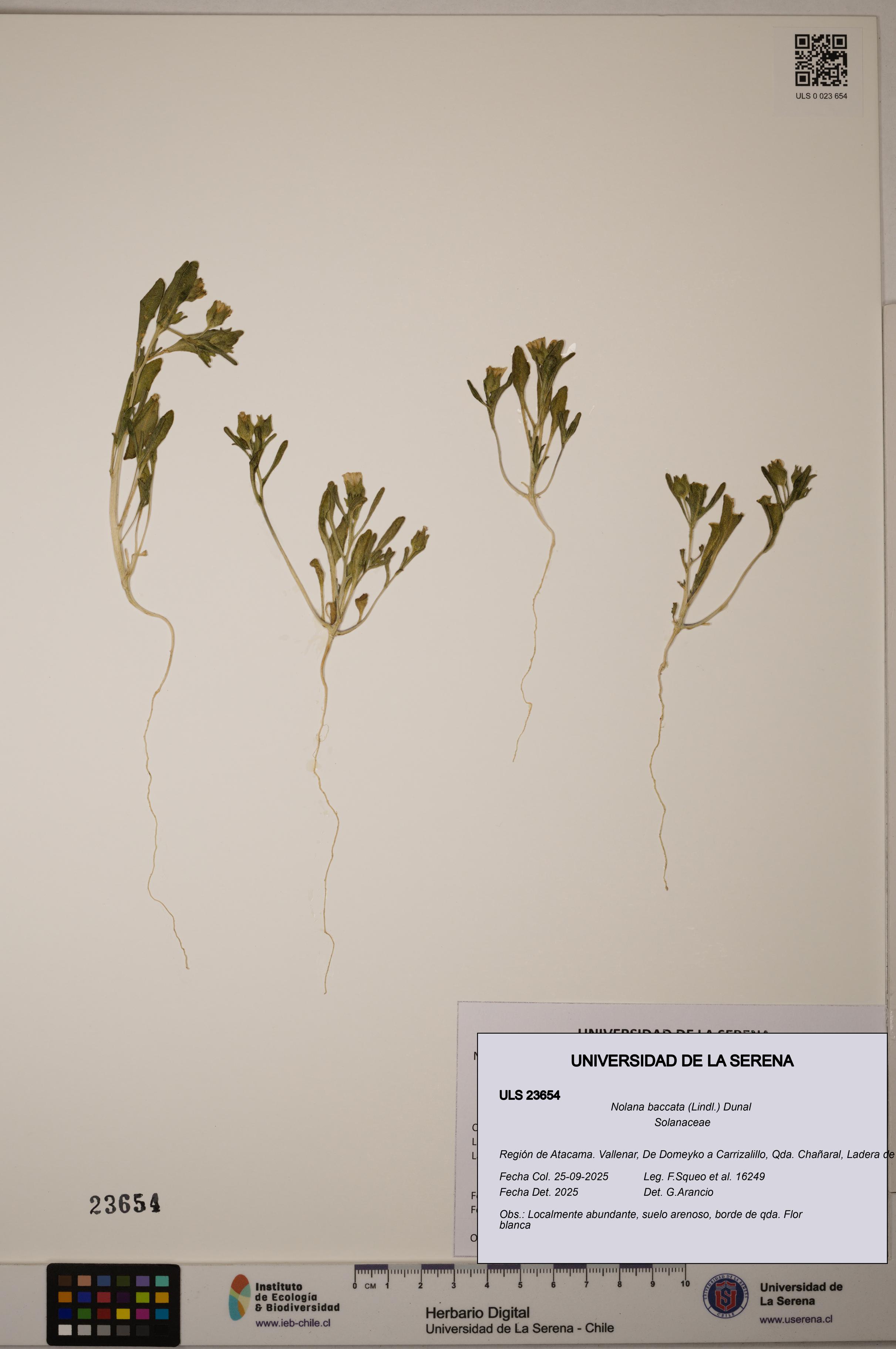 Nolana baccata [Espécimen: ULS:ULS:0023654]