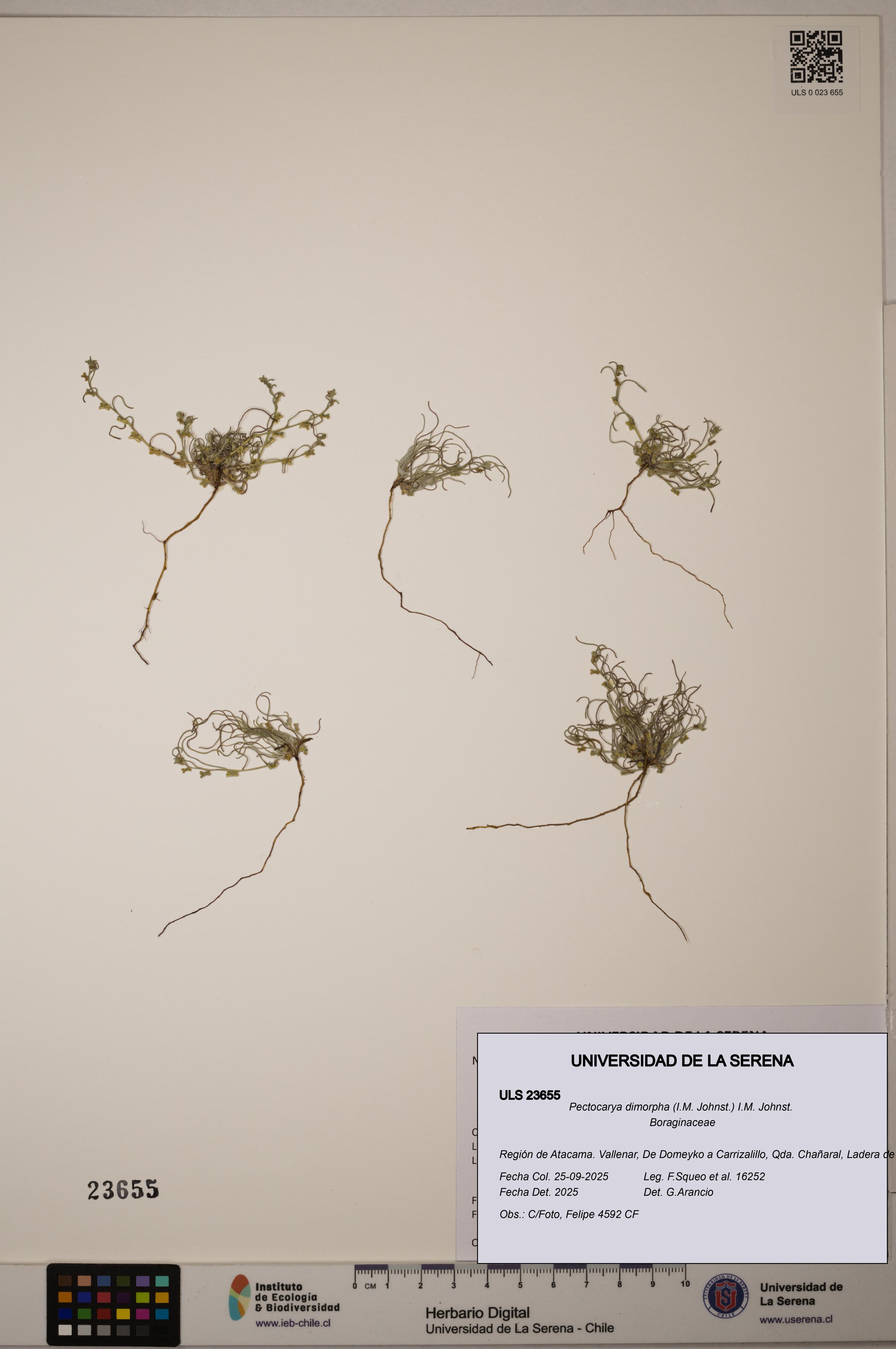 Pectocarya dimorpha [Espécimen: ULS:ULS:0023655]