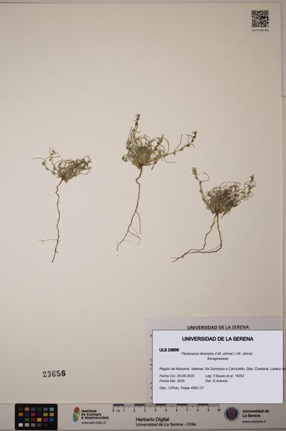 Pectocarya dimorpha [Espécimen: ULS:ULS:0023656]