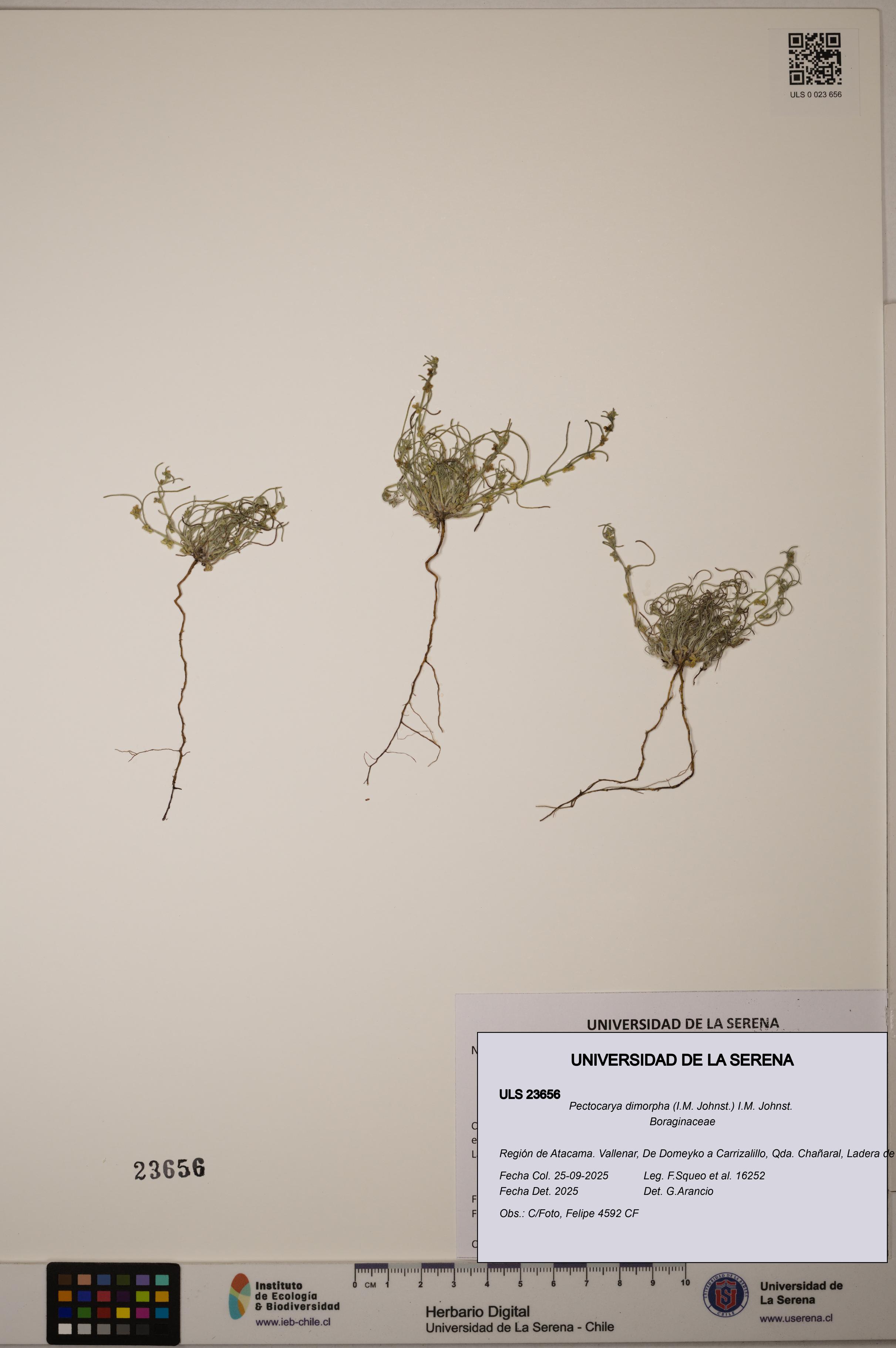 Pectocarya dimorpha [Espécimen: ULS:ULS:0023656]