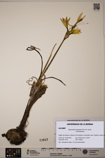 Zephyranthes bagnoldii [Espécimen: ULS:ULS:0023657]