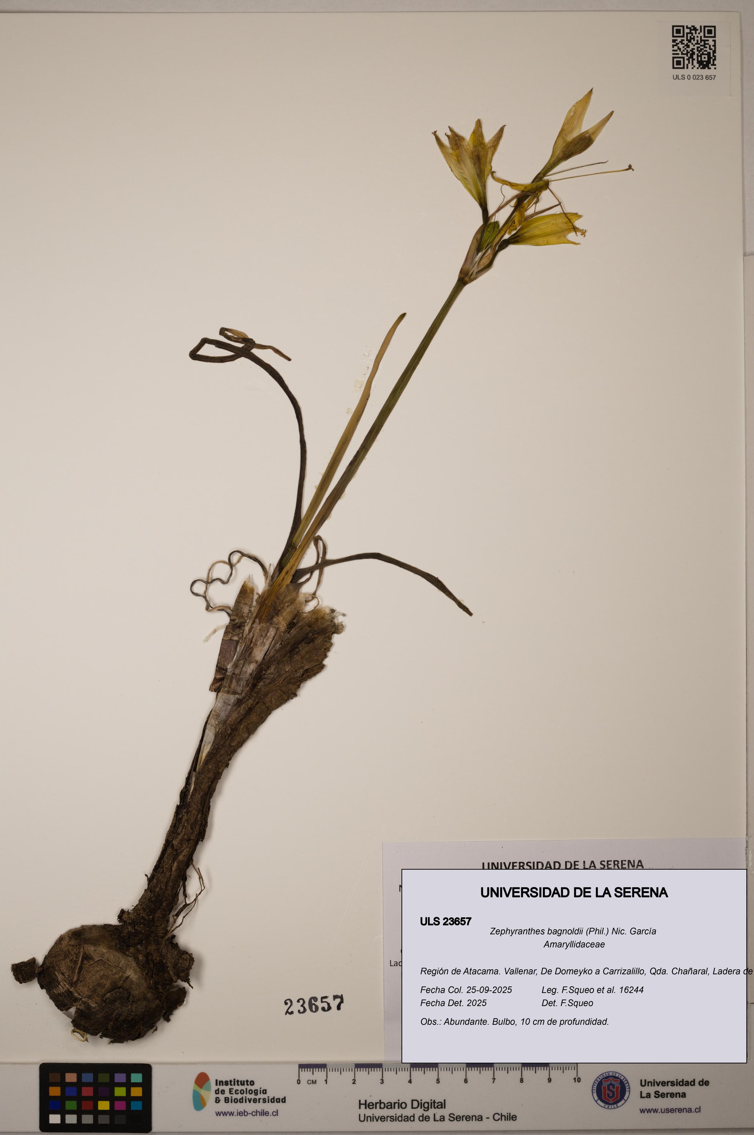 Zephyranthes bagnoldii [Espécimen: ULS:ULS:0023657]