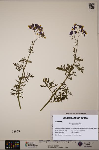 Solanum pinnatum [Espécimen: ULS:ULS:0023658]