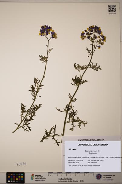 Solanum pinnatum [Espécimen: ULS:ULS:0023659]