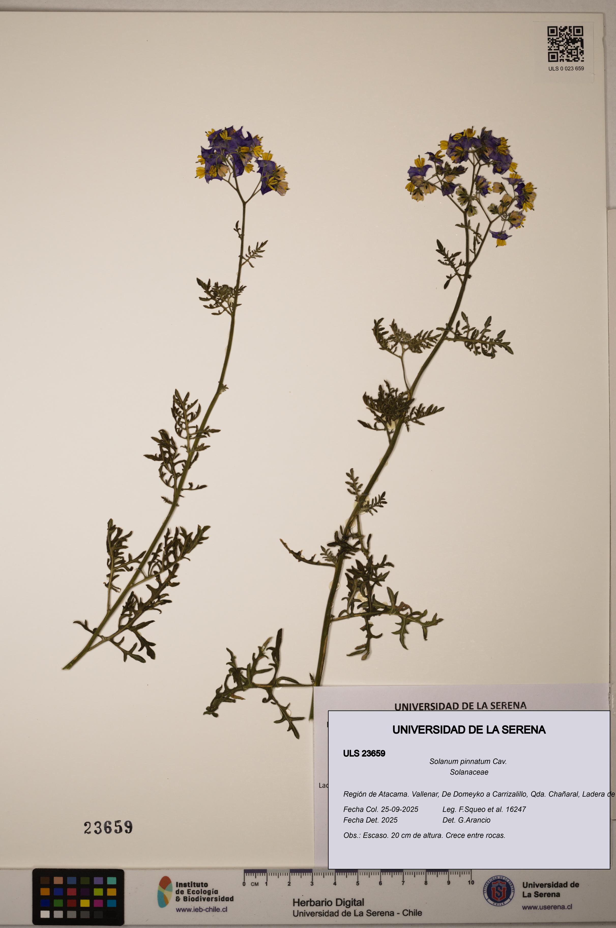 Solanum pinnatum [Espécimen: ULS:ULS:0023659]