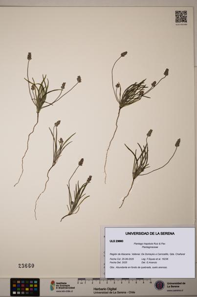 Plantago hispidula [Espécimen: ULS:ULS:0023660]