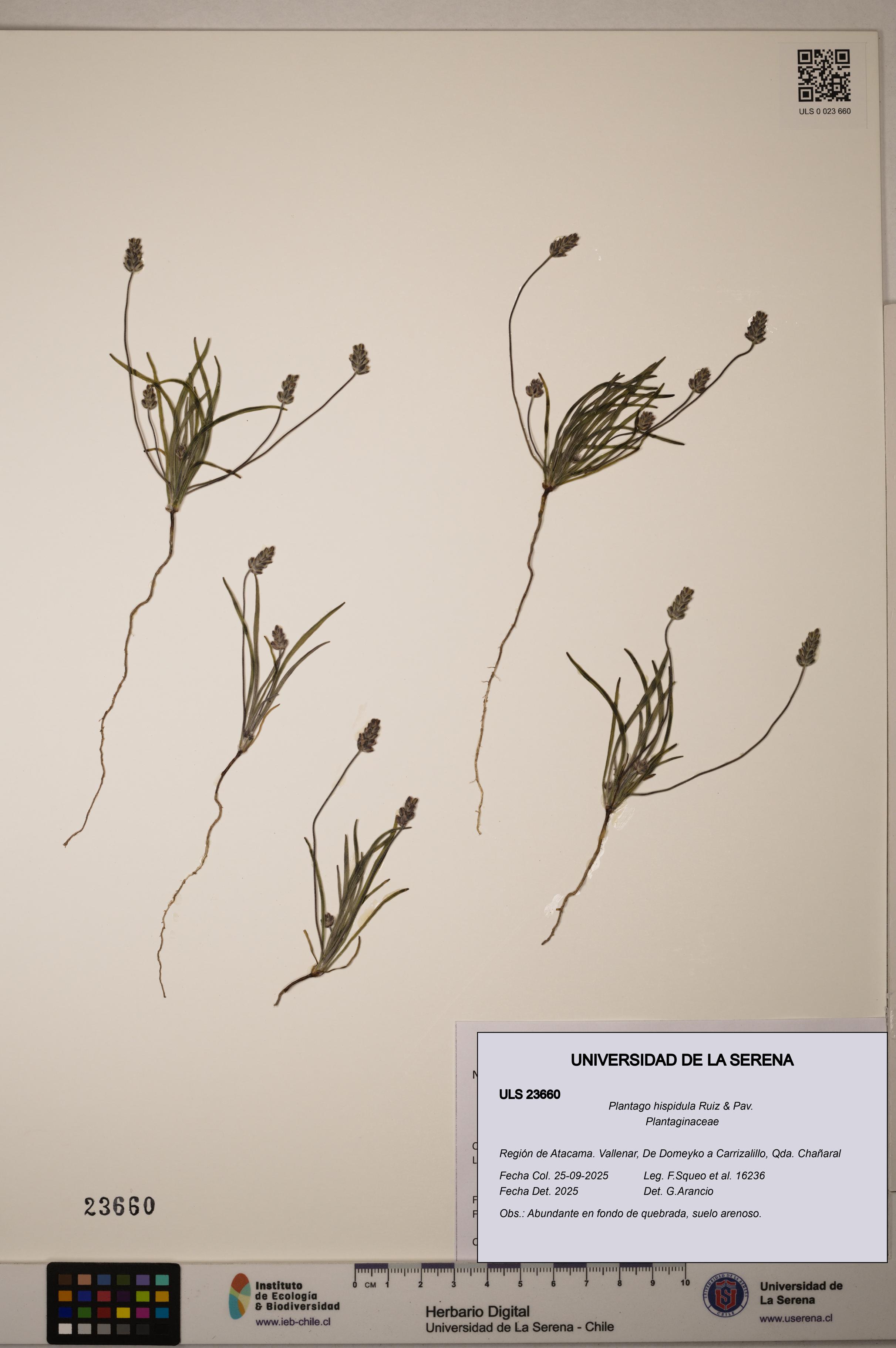 Plantago hispidula [Espécimen: ULS:ULS:0023660]