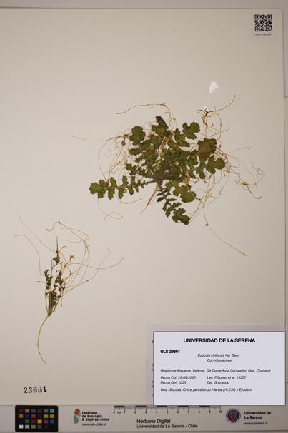 Cuscuta chilensis [Espécimen: ULS:ULS:0023661]