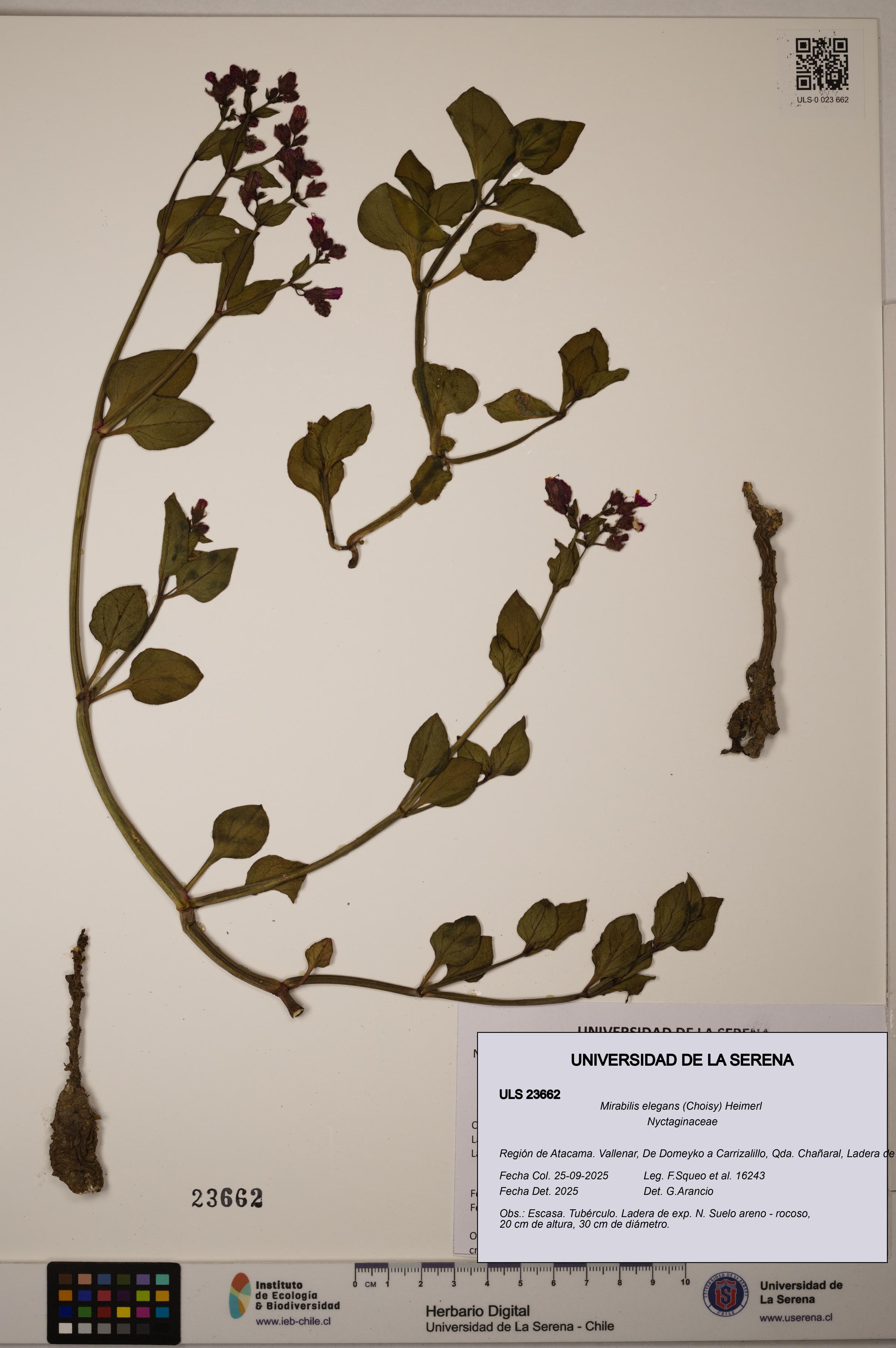 Mirabilis elegans [Espécimen: ULS:ULS:0023662]