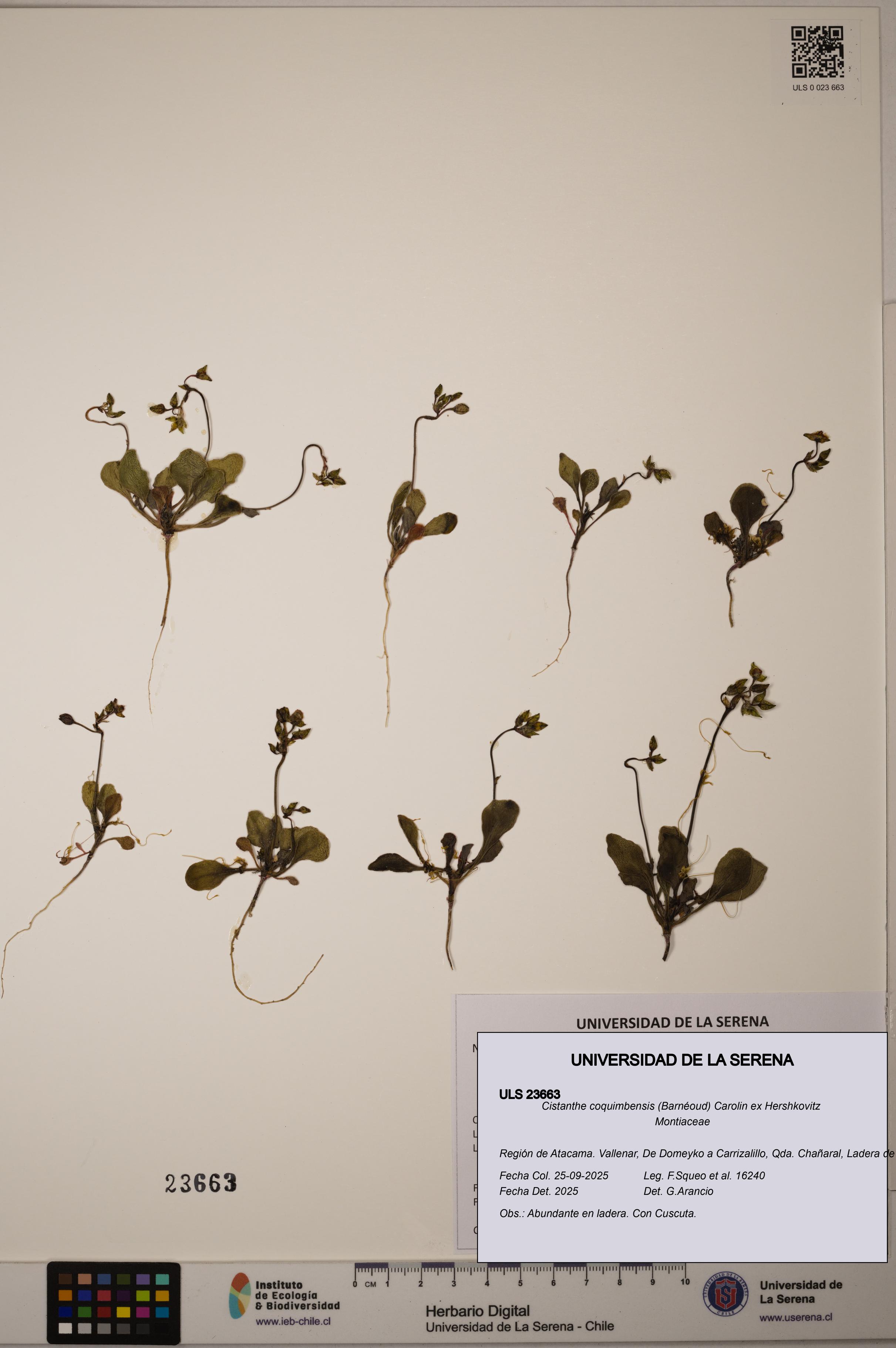 Cistanthe coquimbensis [Espécimen: ULS:ULS:0023663]