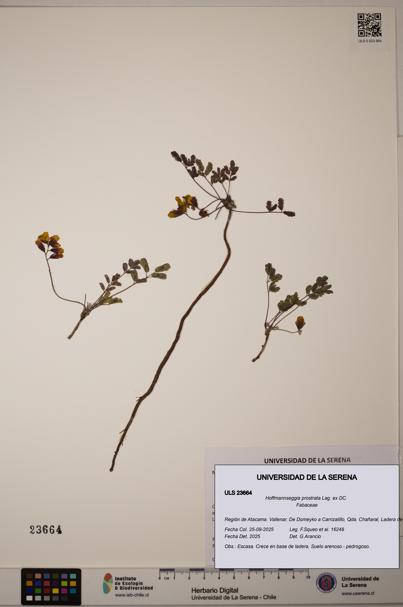 Hoffmannseggia prostrata [Espécimen: ULS:ULS:0023664]