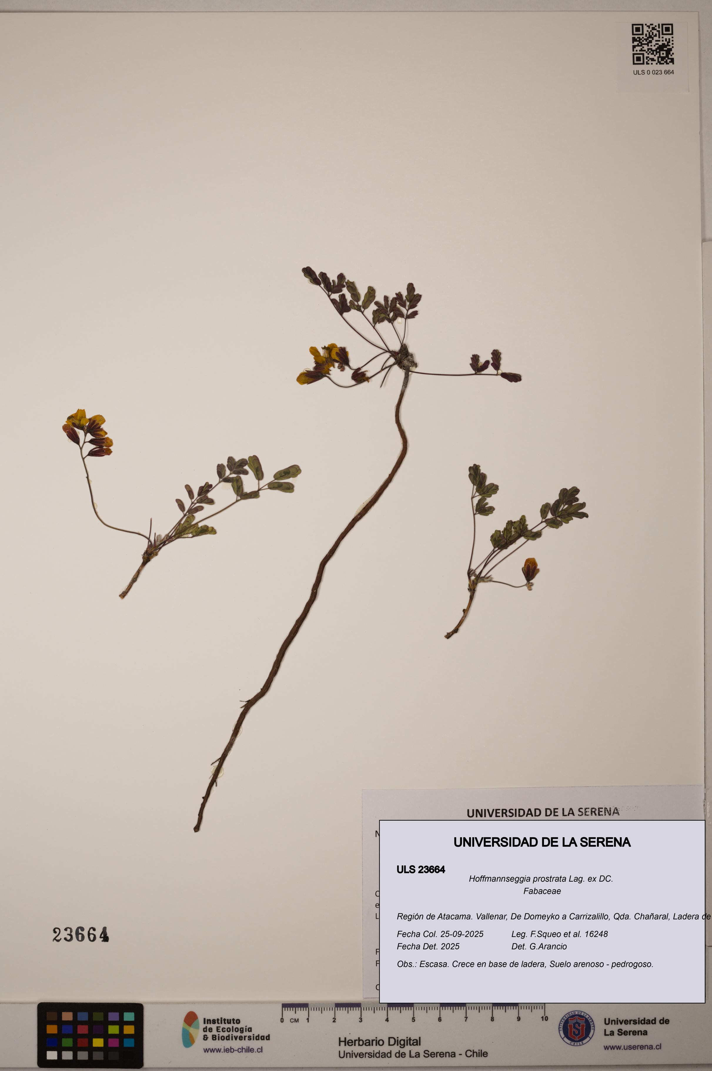 Hoffmannseggia prostrata [Espécimen: ULS:ULS:0023664]