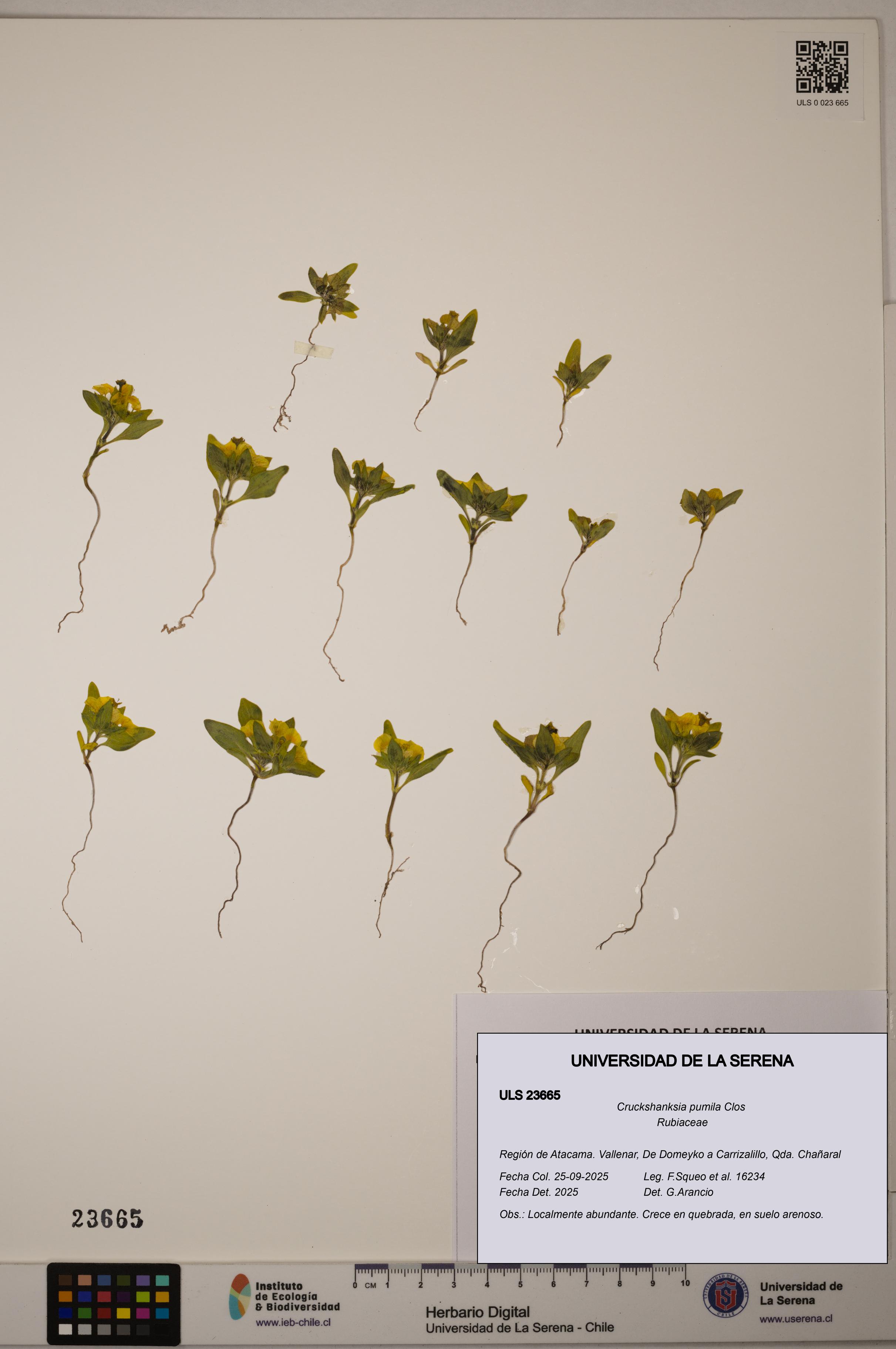 Cruckshanksia pumila [Espécimen: ULS:ULS:0023665]