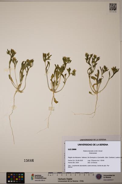 Nolana baccata [Espécimen: ULS:ULS:0023666]