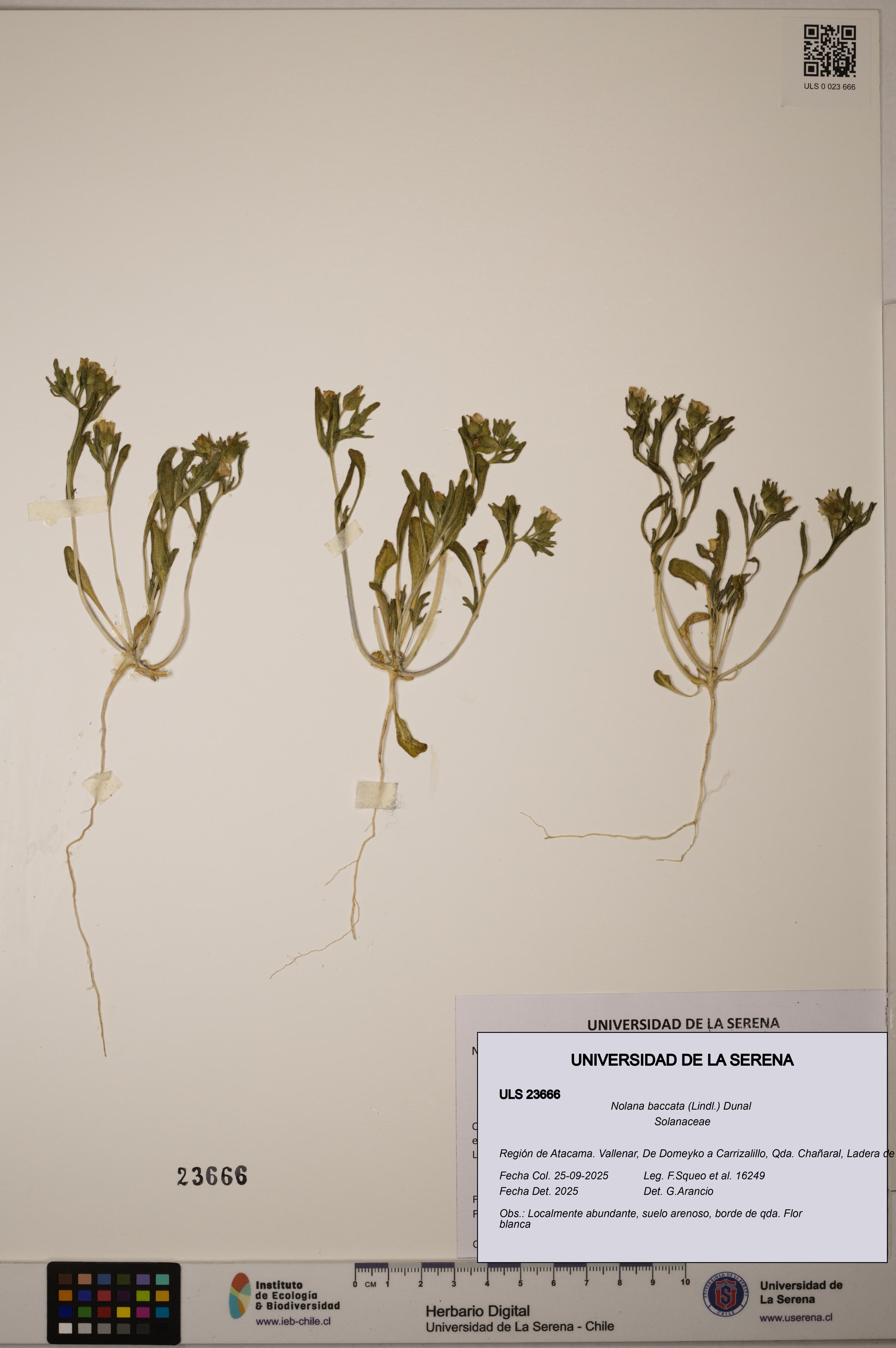 Nolana baccata [Espécimen: ULS:ULS:0023666]