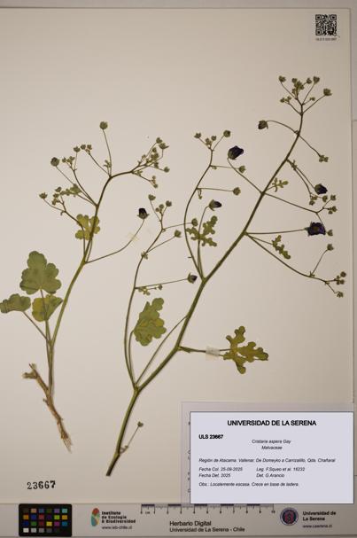 Cristaria aspera [Espécimen: ULS:ULS:0023667]