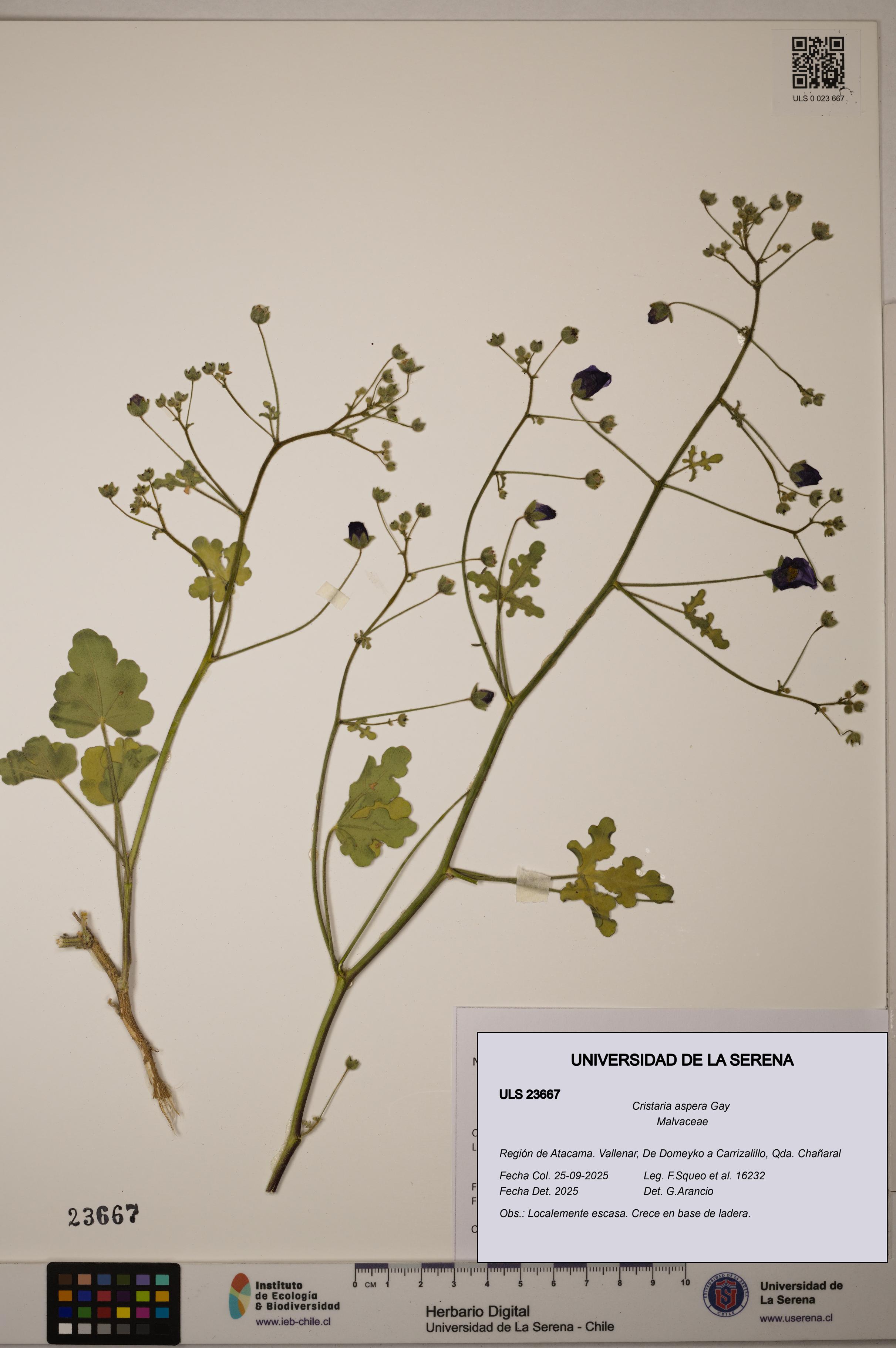 Cristaria aspera [Espécimen: ULS:ULS:0023667]