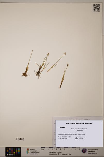 Carex microglochin [Espécimen: ULS:ULS:0023668]