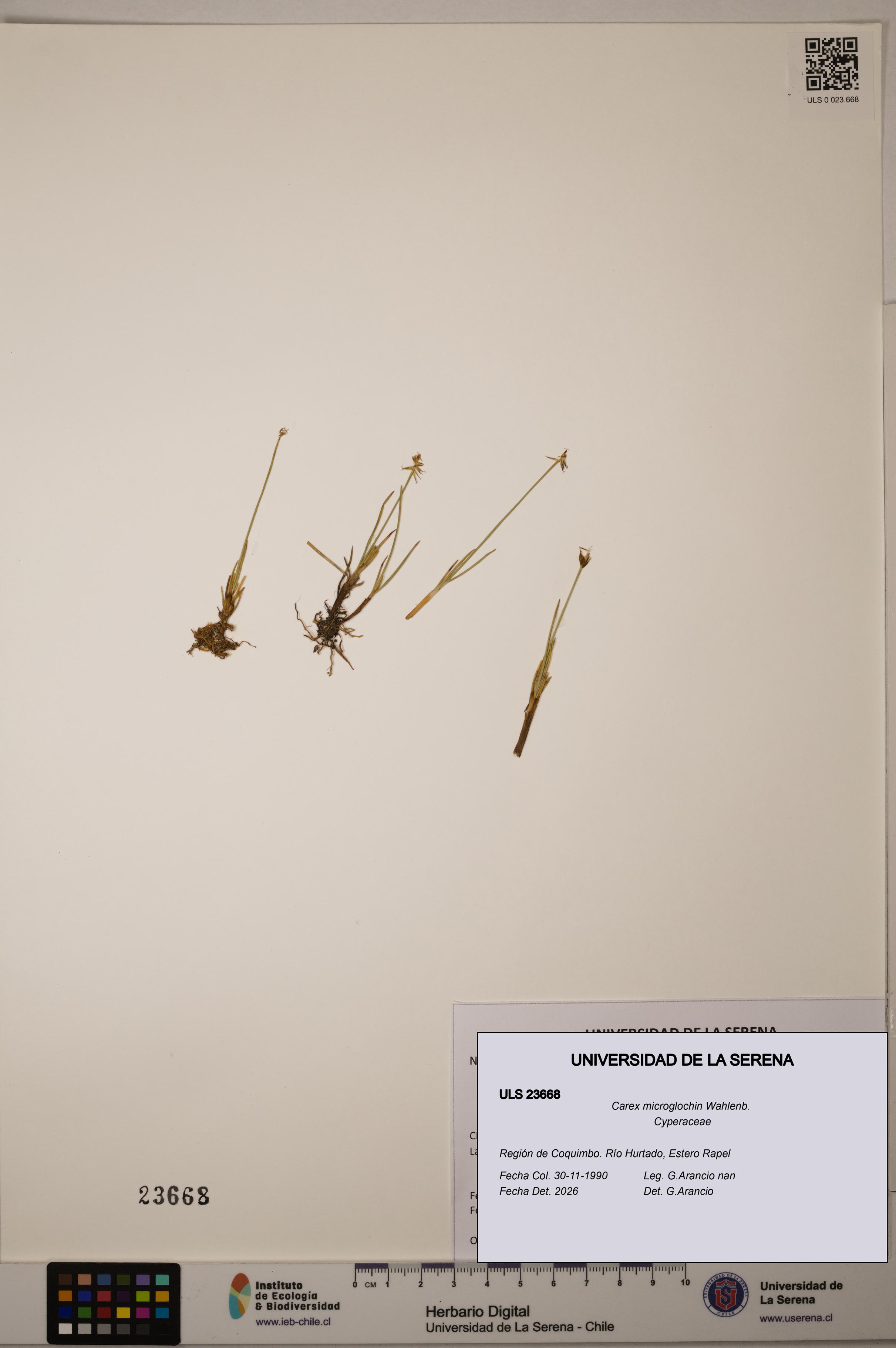 Carex microglochin [Espécimen: ULS:ULS:0023668]