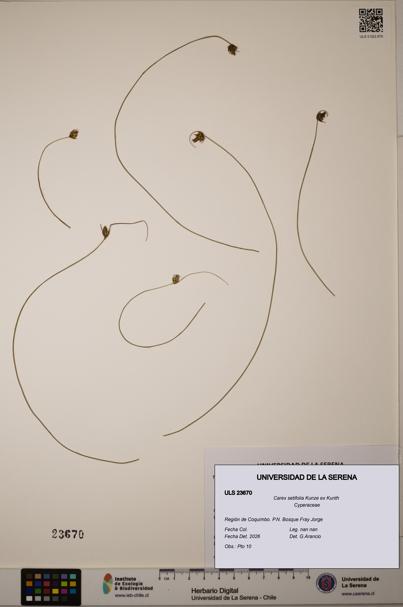 Carex setifolia [Espécimen: ULS:ULS:0023670]