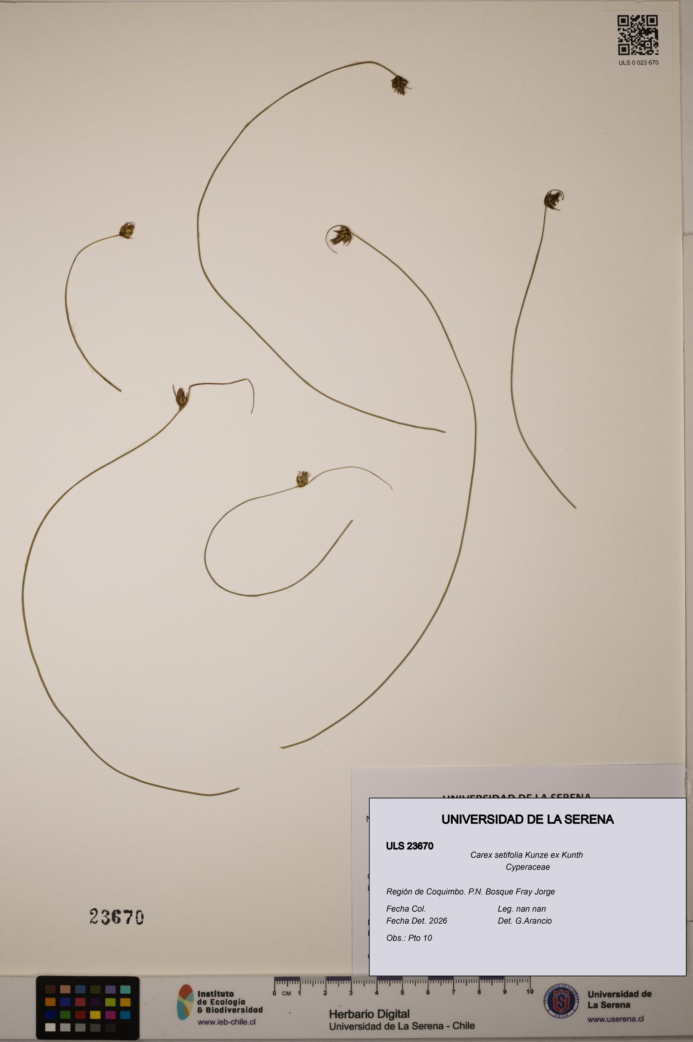 Carex setifolia [Espécimen: ULS:ULS:0023670]