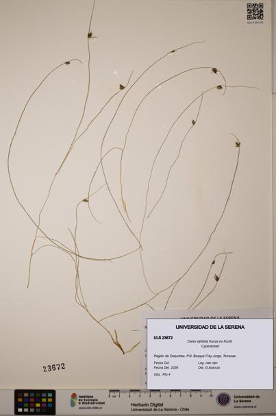 Carex setifolia [Espécimen: ULS:ULS:0023672]