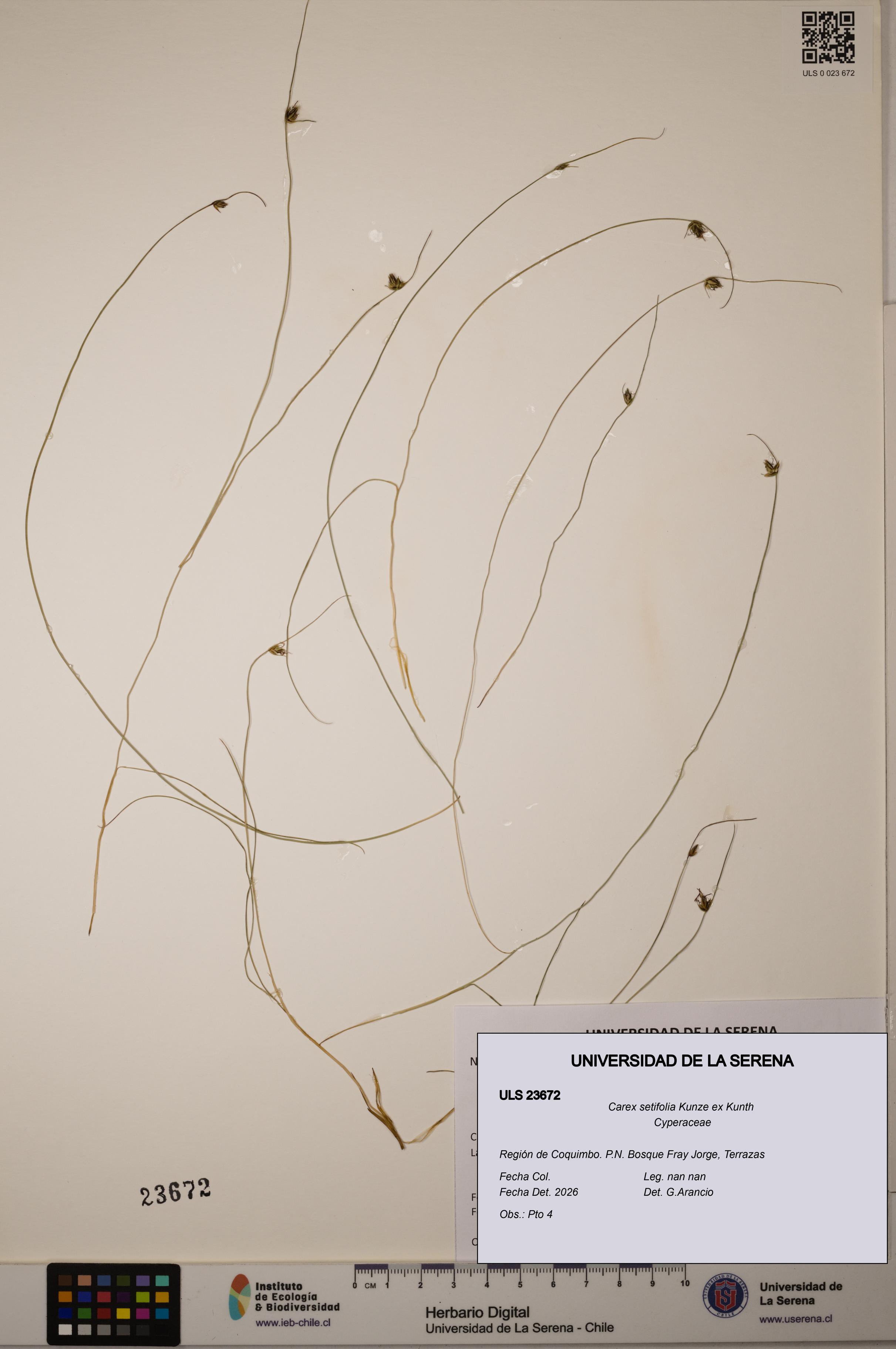 Carex setifolia [Espécimen: ULS:ULS:0023672]