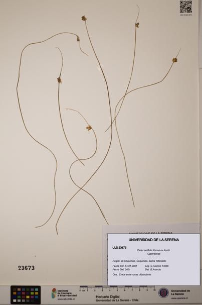 Carex setifolia [Espécimen: ULS:ULS:0023673]