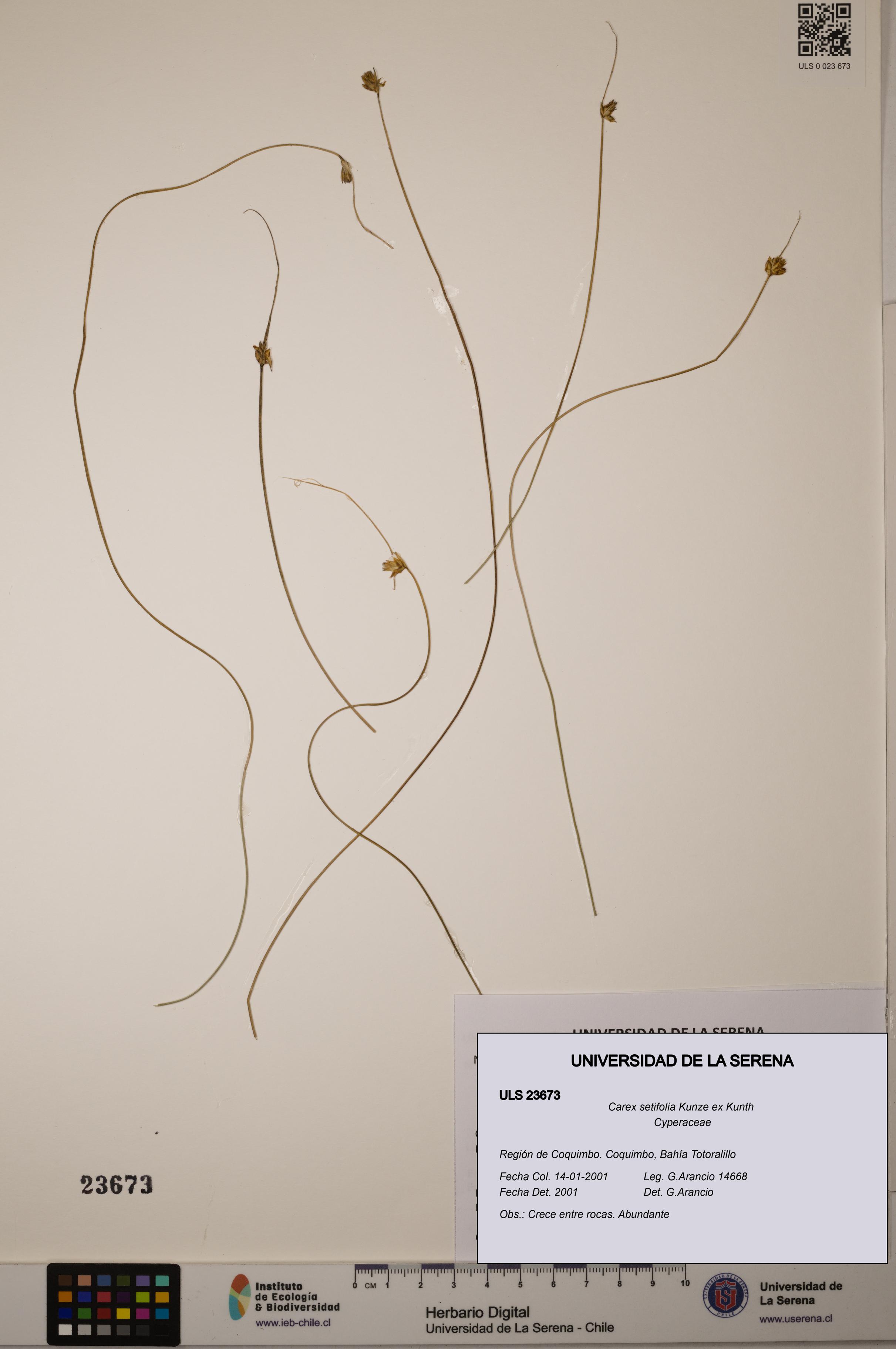 Carex setifolia [Espécimen: ULS:ULS:0023673]