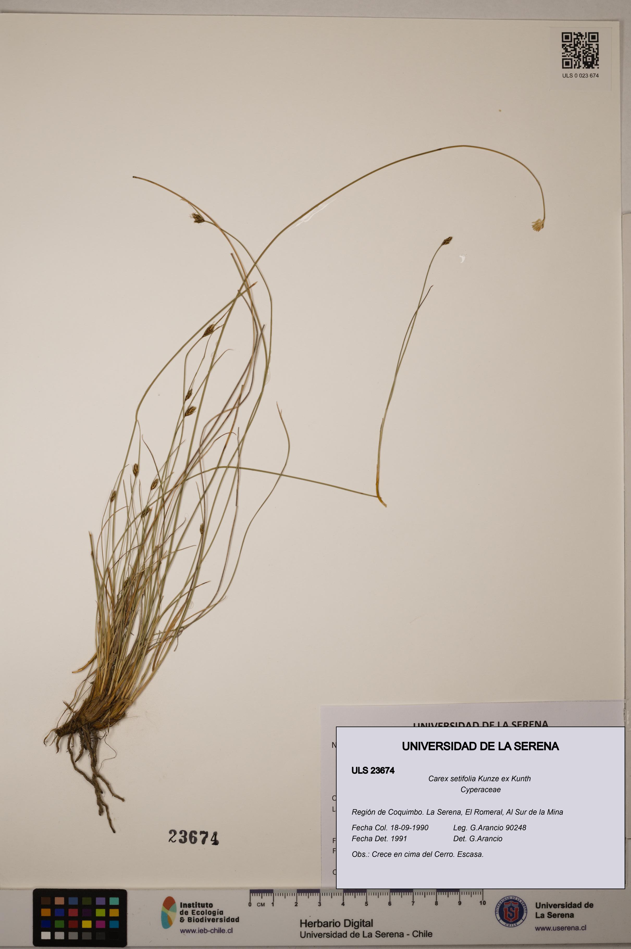 Carex setifolia [Espécimen: ULS:ULS:0023674]