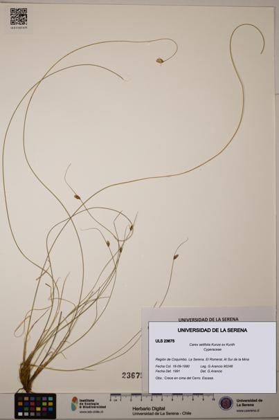 Carex setifolia [Espécimen: ULS:ULS:0023675]