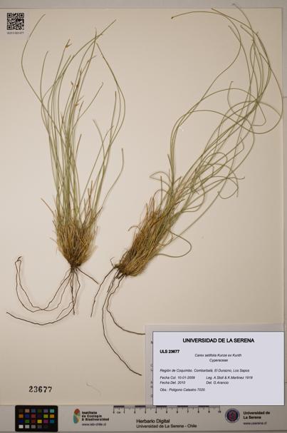 Carex setifolia [Espécimen: ULS:ULS:0023677]