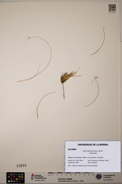 Carex setifolia [Espécimen: ULS:ULS:0023678]